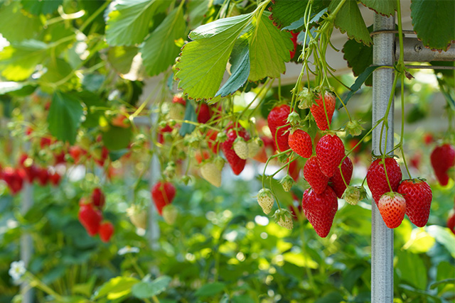 いちご狩り（イメージ）