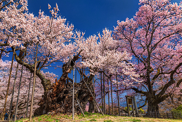 山高神代桜（イメージ）