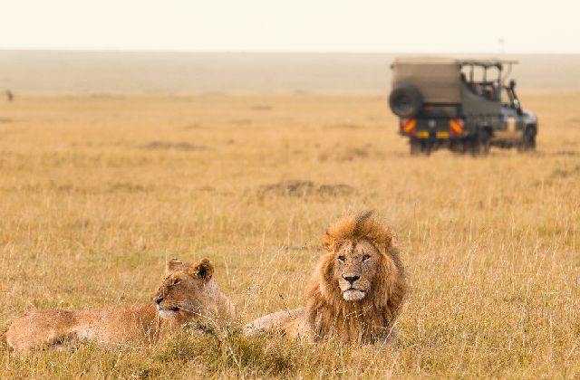 サファリ・ビッグ5ライオン（イメージ）