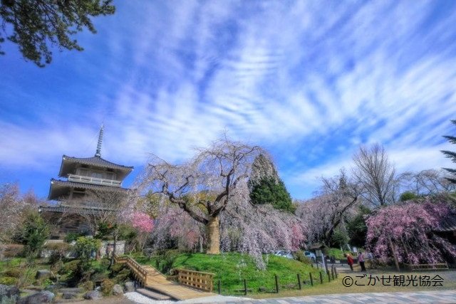 浄専寺しだれ桜（イメージ）※画像提供：ごかせ観光協会