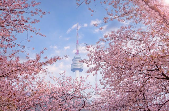 韓国_ソウル_桜（イメージ）