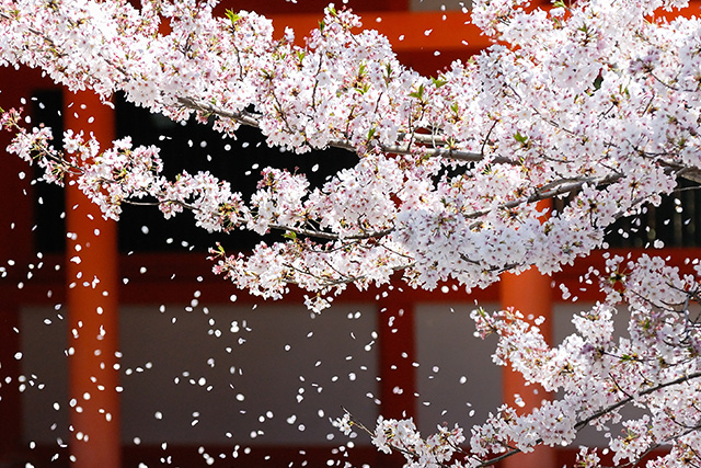 京都の桜(イメージ)"