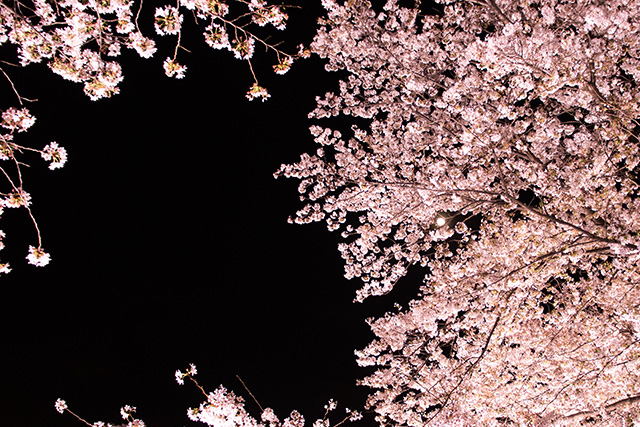 夜桜(イメージ)