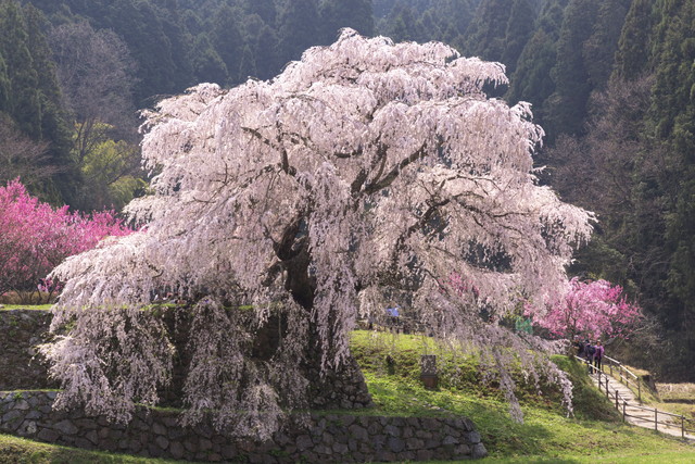 又兵衛桜（イメージ）