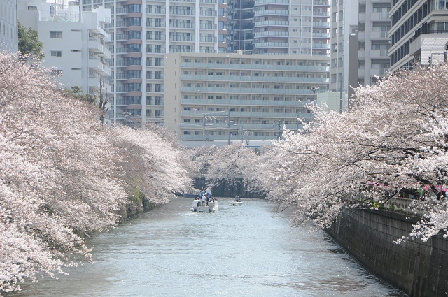 目黒川桜クルーズ（イメージ）