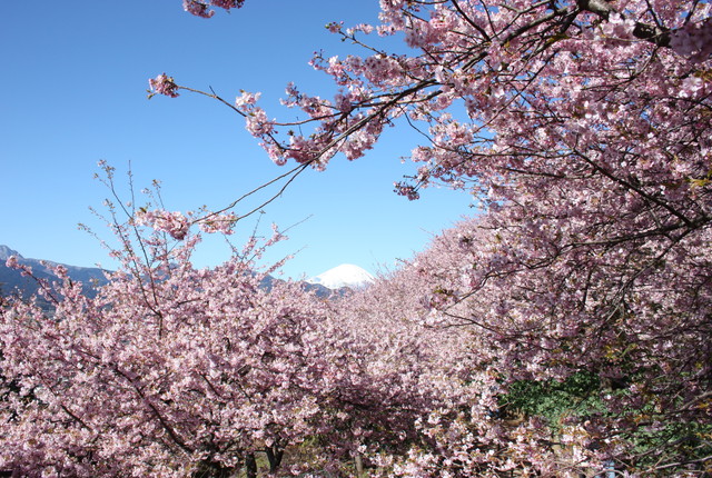 松田山ハーブガーデン河津桜と富士山（イメージ）