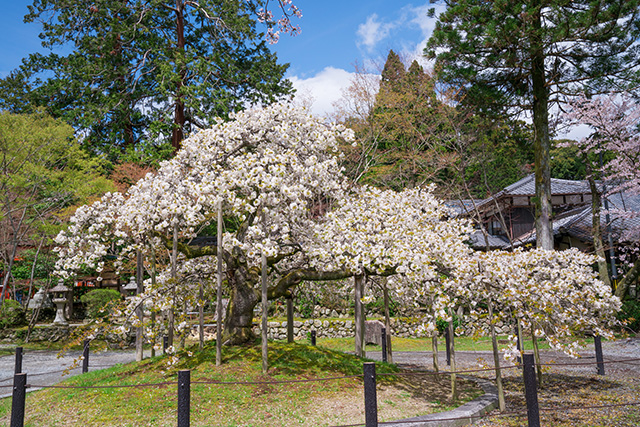 大原野神社