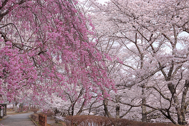 七谷川・和らぎの道