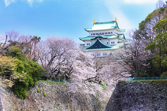 名古屋城 桜(イメージ)