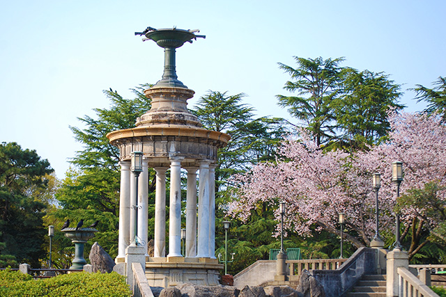 鶴舞公園 桜(イメージ)