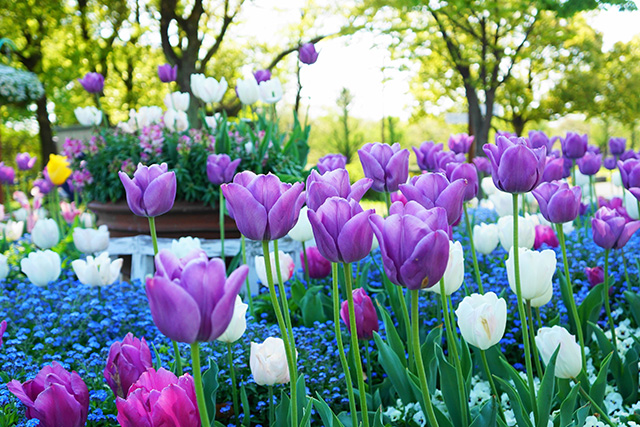 戸田川緑地 チューリップ(イメージ)