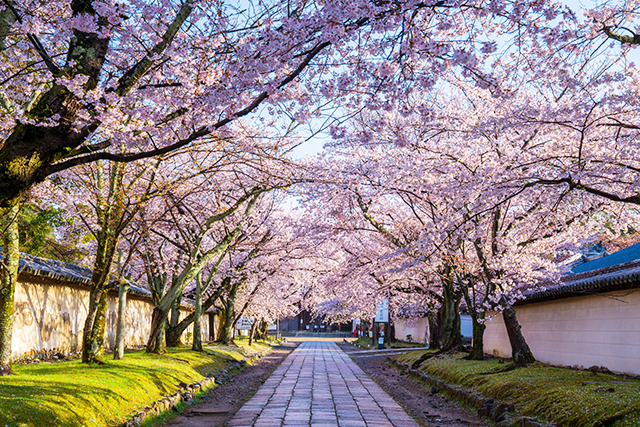 醍醐寺 桜(イメージ)