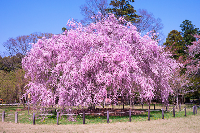 上賀茂神社 斎王桜（イメージ）