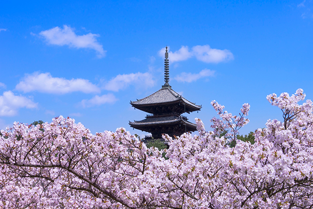 仁和寺 桜（イメージ）