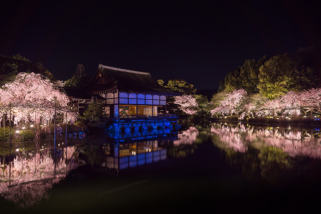 平安神宮 夜桜(イメージ)
