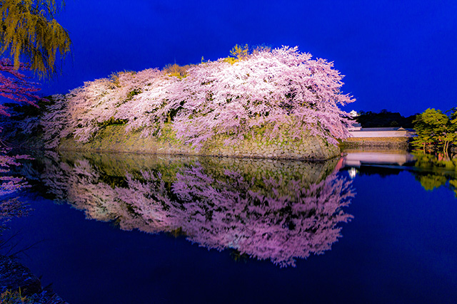 彦根城 夜桜(イメージ)