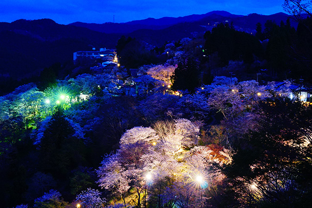 吉野山 夜桜(イメージ)