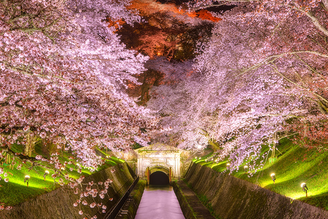 琵琶湖疏水 夜桜(イメージ)
