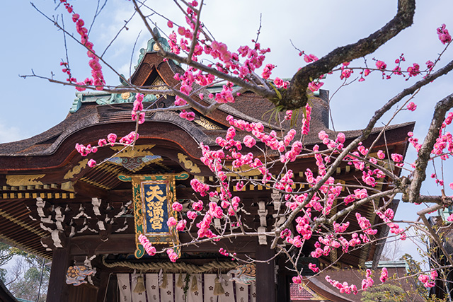 北野天満宮 梅の花(イメージ)