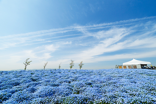 ネモフィラ祭り（イメージ）