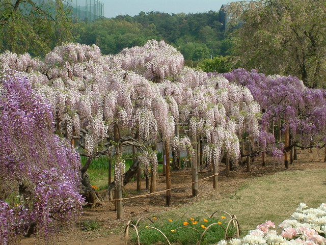 あしかがフラワーパーク うす紅藤（イメージ）