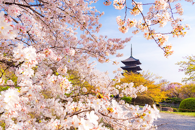 東寺 桜(イメージ)