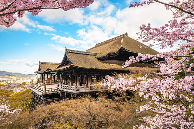 清水寺 桜(イメージ)