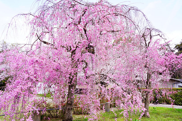 二条城 桜(イメージ)