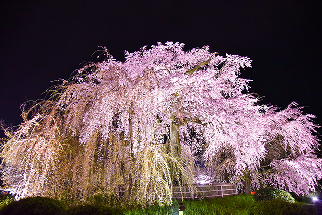 円山公園 夜桜(イメージ)