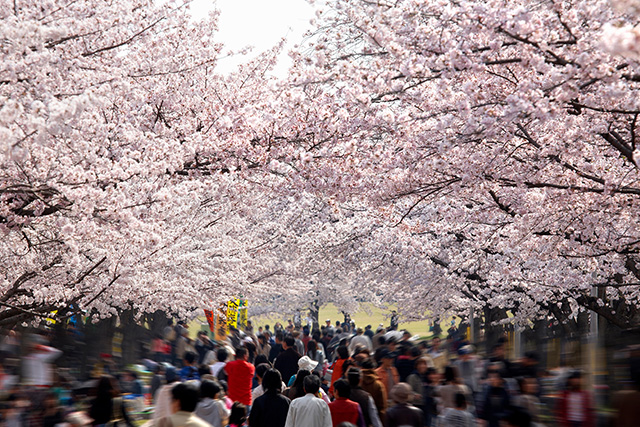 万博記念公園 昼の桜(イメージ)
