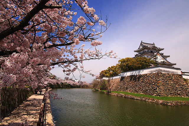 岸和田城 昼の桜(イメージ)