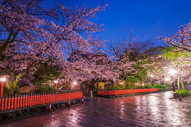 祇園白川 夜桜(イメージ)