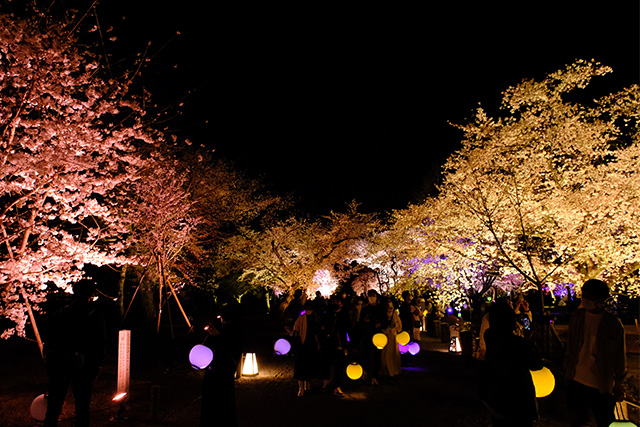 二条城 夜桜(イメージ)
