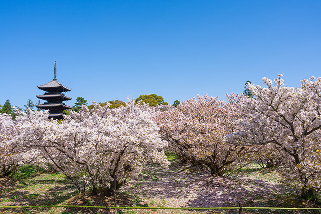 仁和寺 御室桜(イメージ)