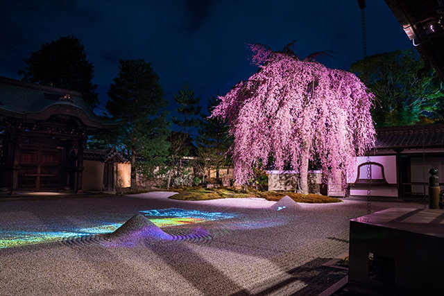 高台寺 桜 ライトアップ(イメージ)