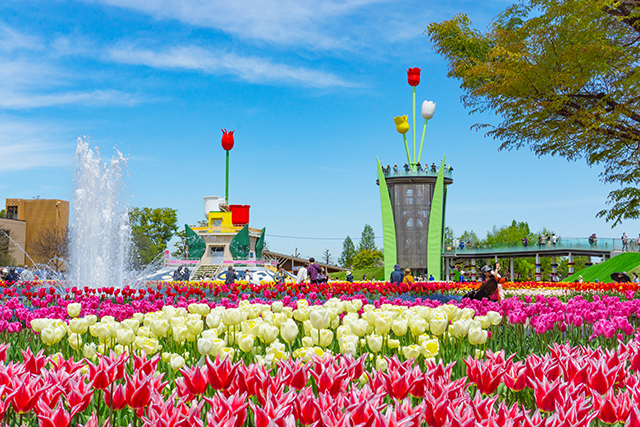 となみチューリップフェア（イメージ）