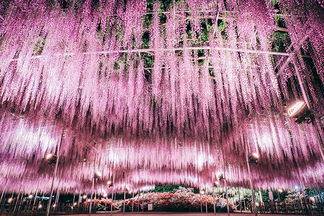 あしかがフラワーパーク 大藤棚（イメージ）