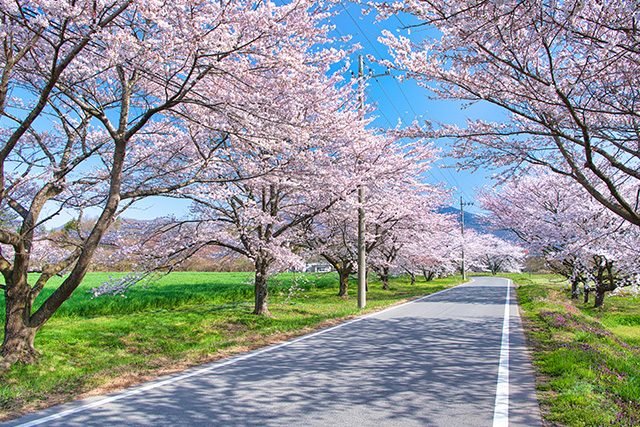 那須塩原 桜(イメージ)