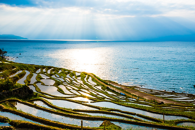白米千枚田（イメージ）