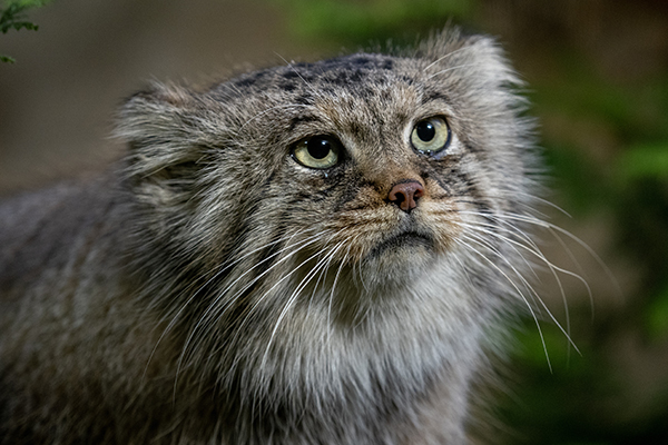 那須どうぶつ王国 マヌルネコ（イメージ）