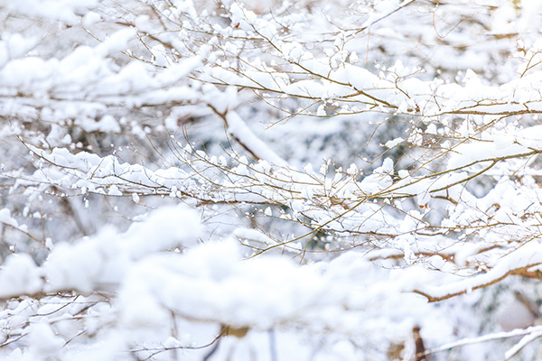 Snow-covered tree branches in a wintry scene with soft light