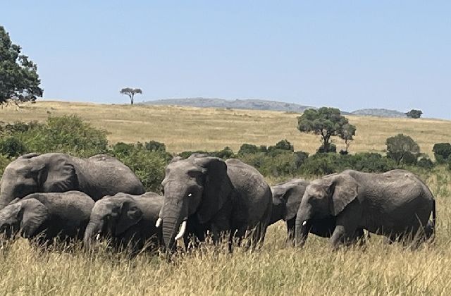 Herd of elephants walking through tall grass in a savannah with a few trees in the background.