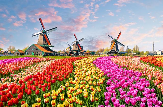 Vibrant tulip fields in red, yellow, and pink with traditional Dutch windmills in the background under a partly cloudy sky.