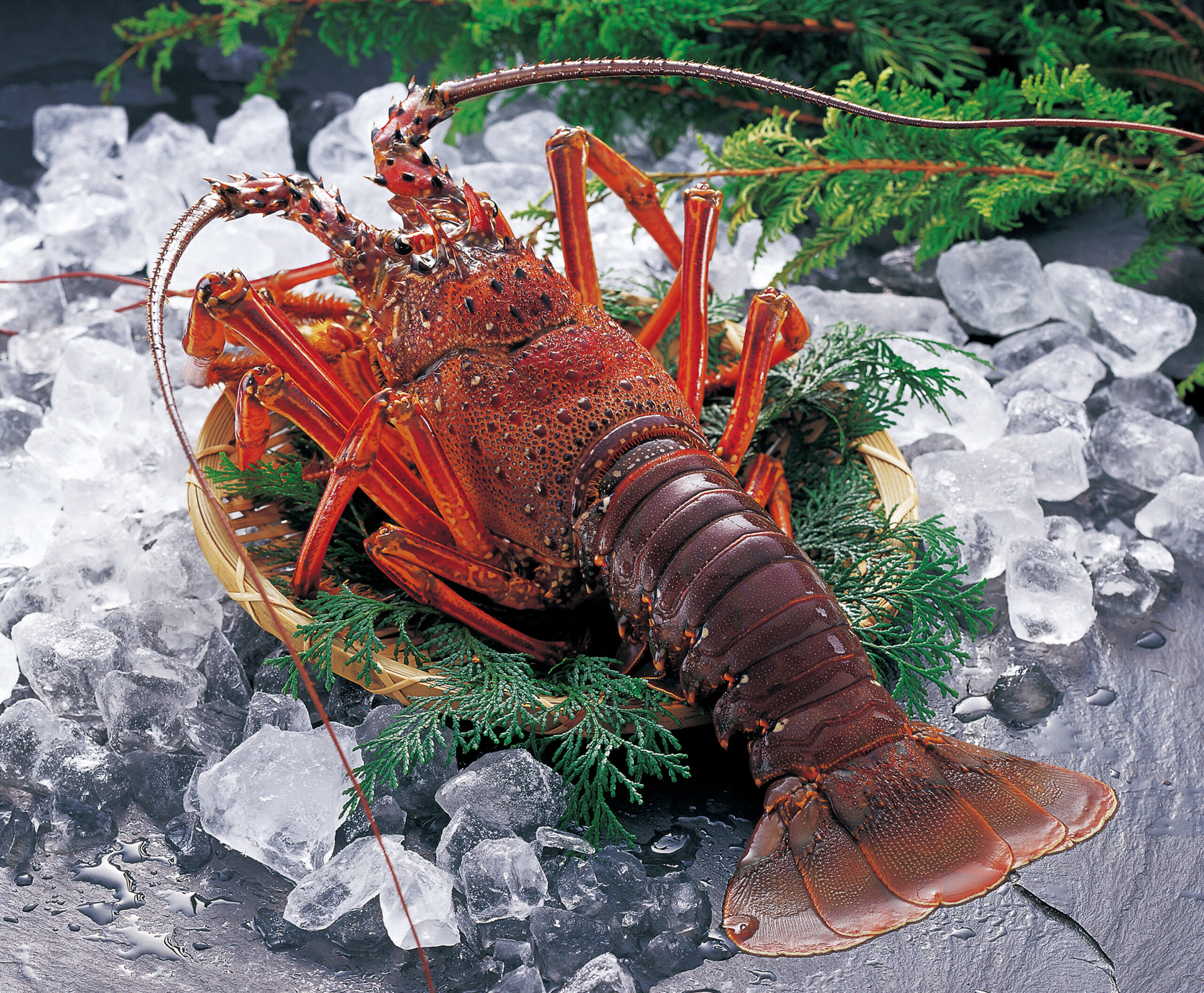 Close-up of a bright orange lobster with spiky shell resting on crushed ice, garnished with green conifer branches in a basket
