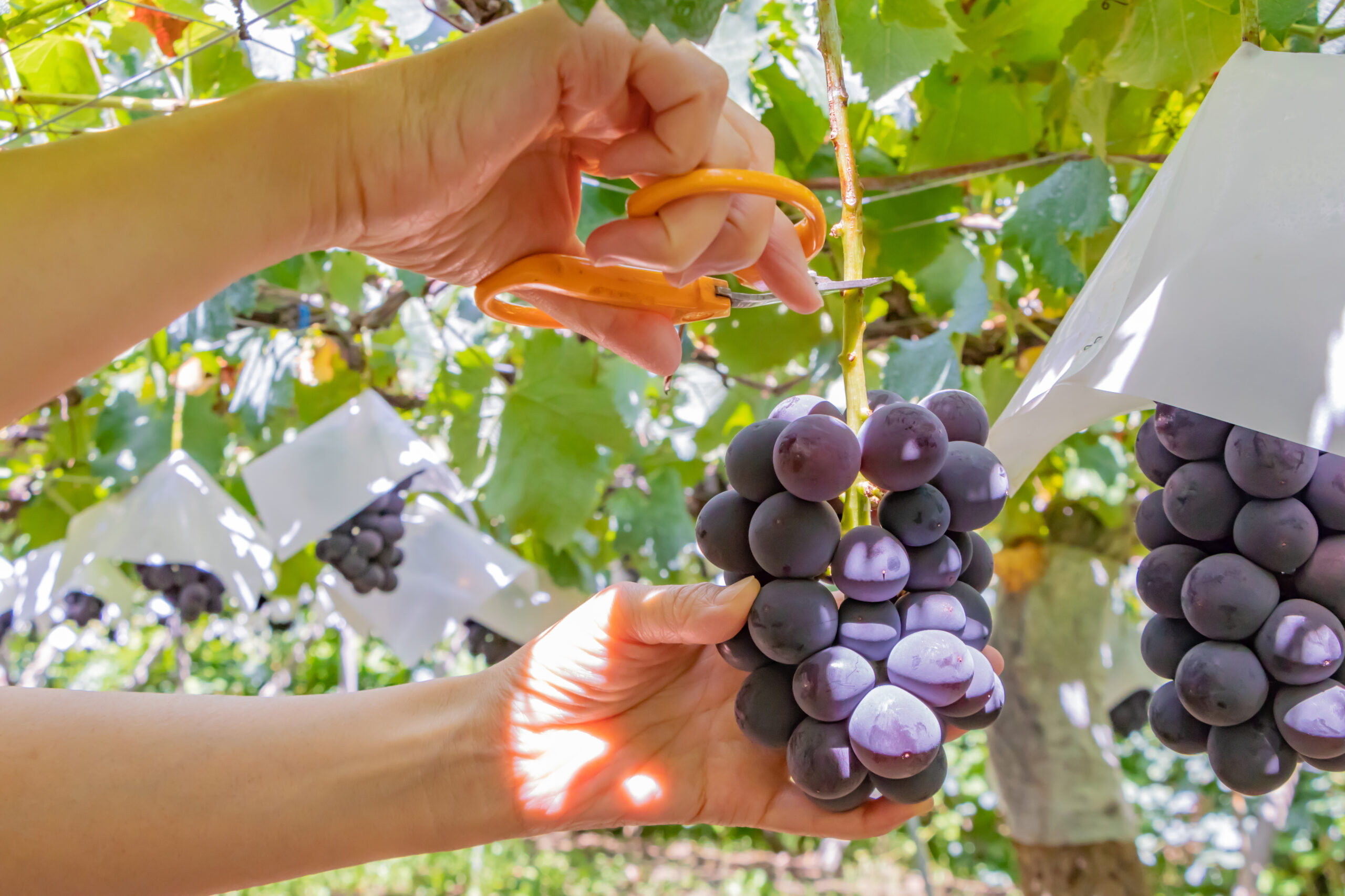 Person's hands cut a dark purple grape bunch from the vine using orange-handled scissors in a sunlit vineyard