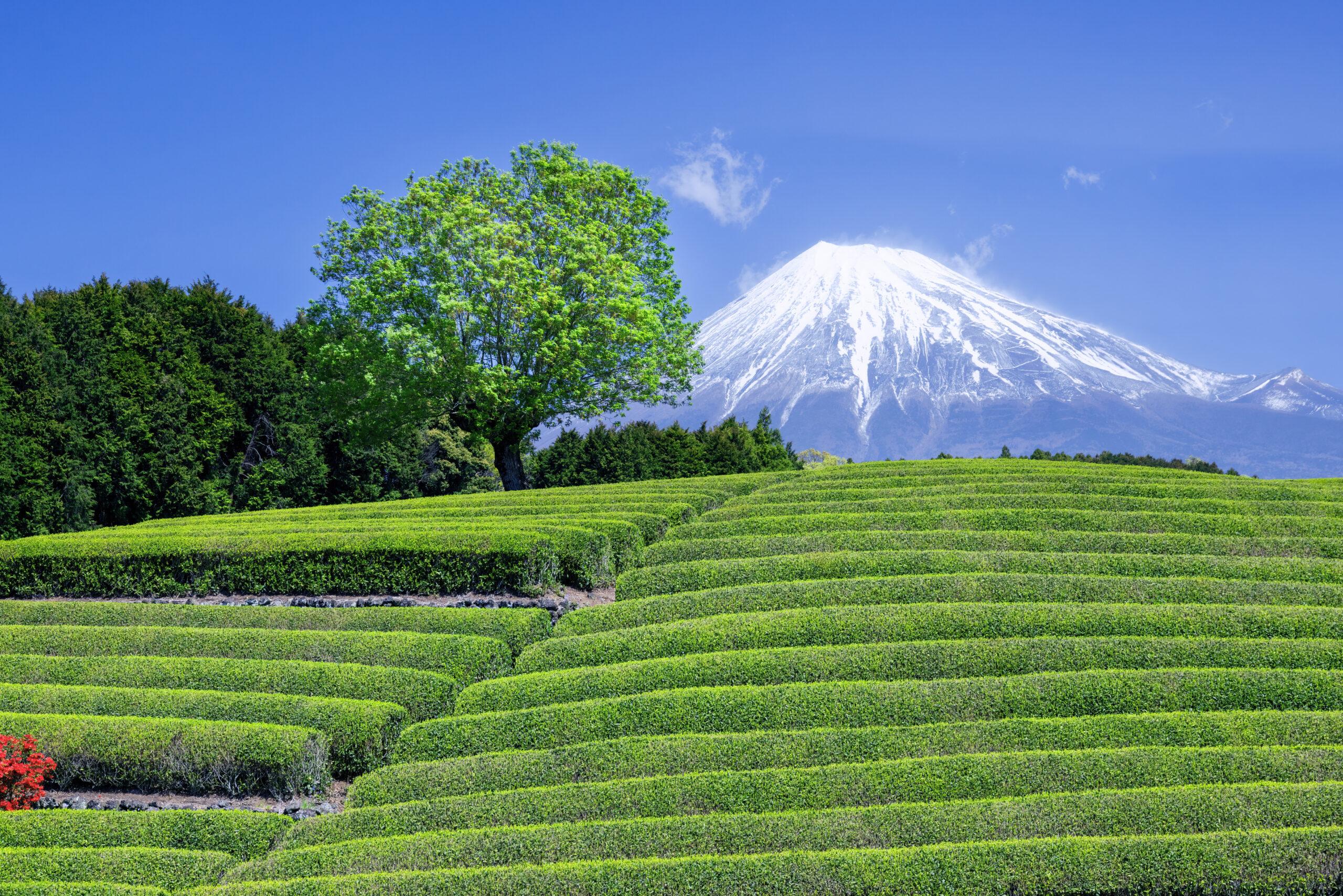 Tiered green tea fields with a large leafy tree in the foreground and a snow‑capped mountain under a clear blue sky in the distance.