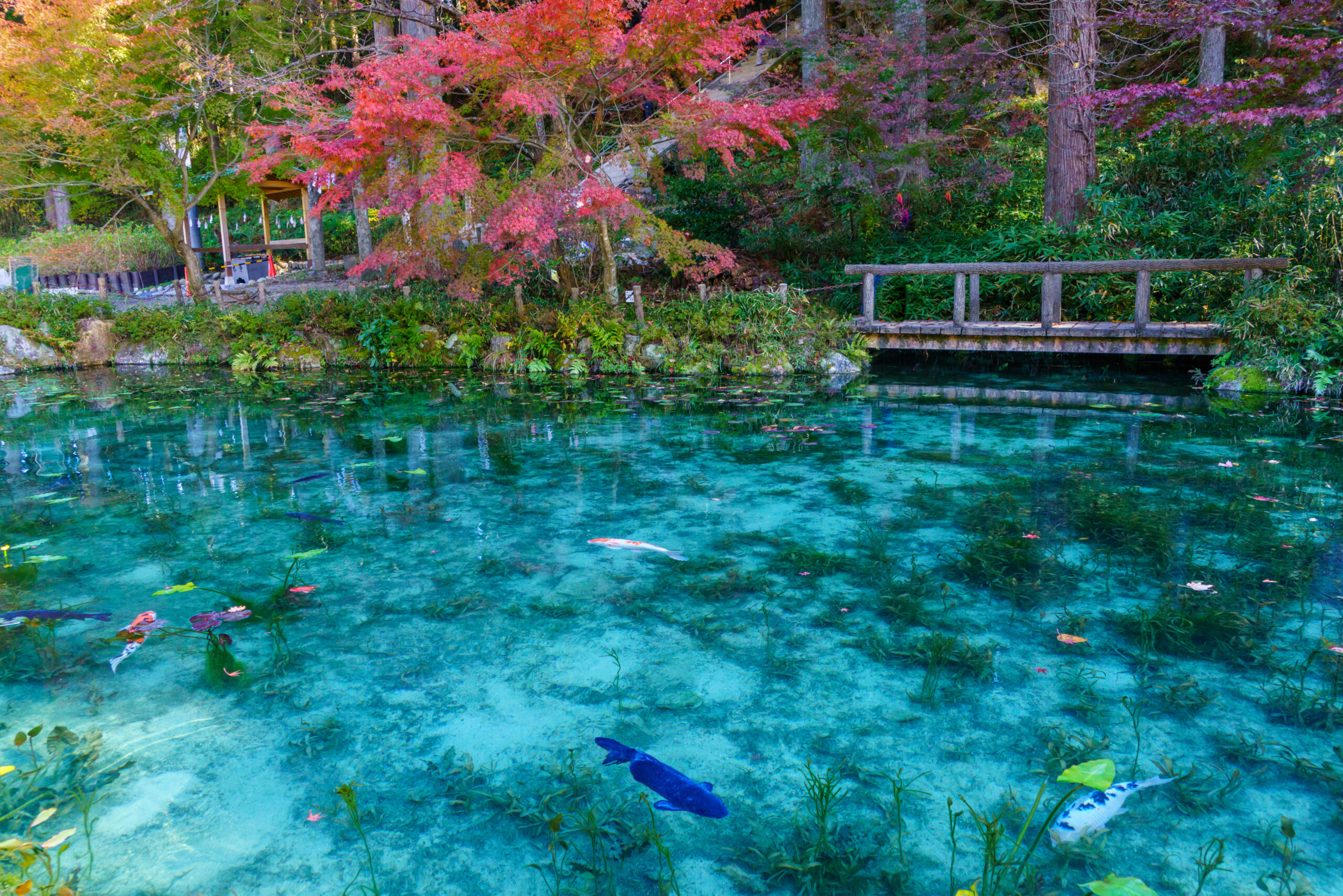 Clear turquoise pond with koi fish, surrounded by plants and a rustic wooden footbridge among autumn-colored trees in a park setting.