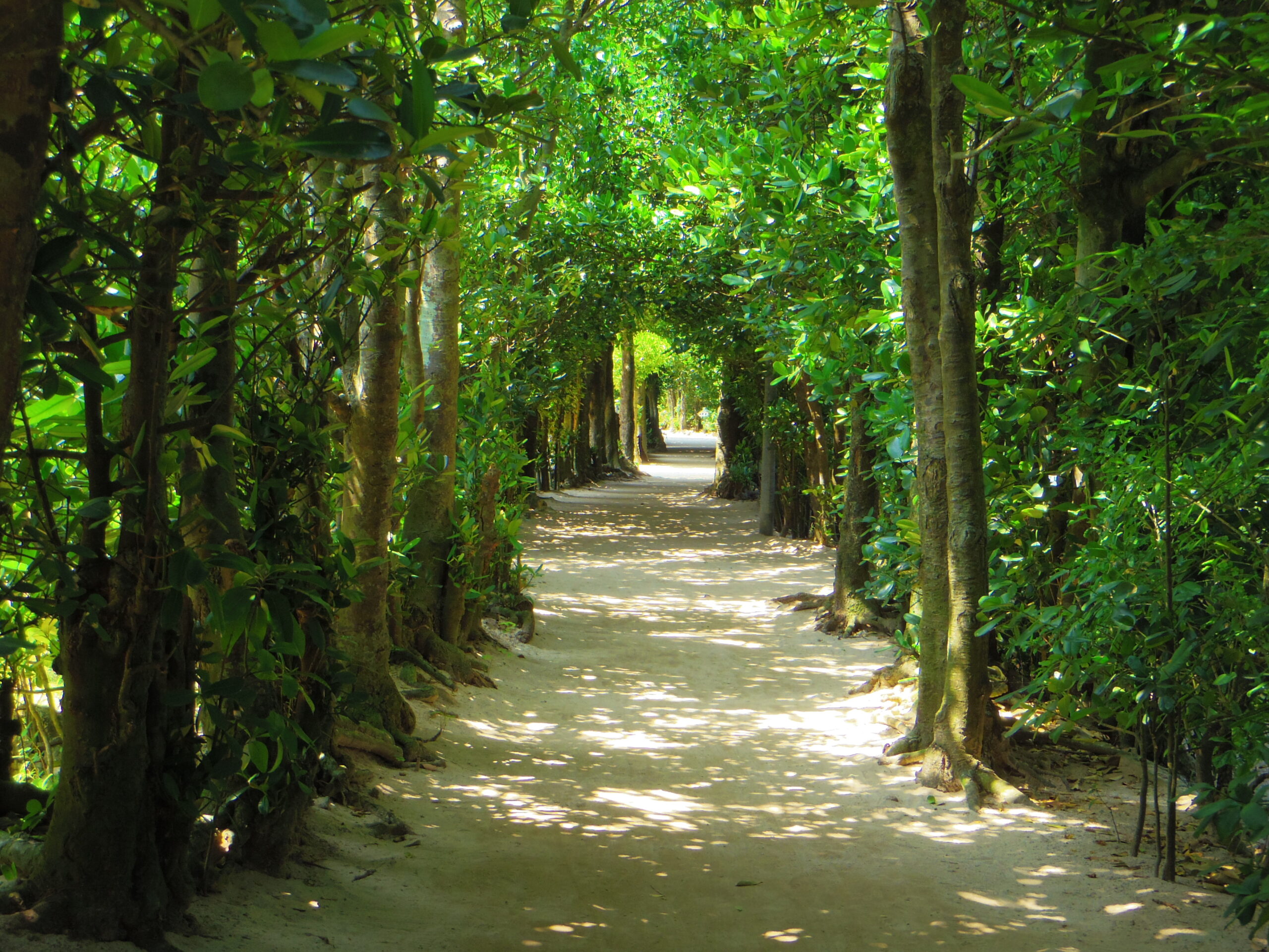 Pathway through a tree tunnel with green foliage and dappled sunlight.1