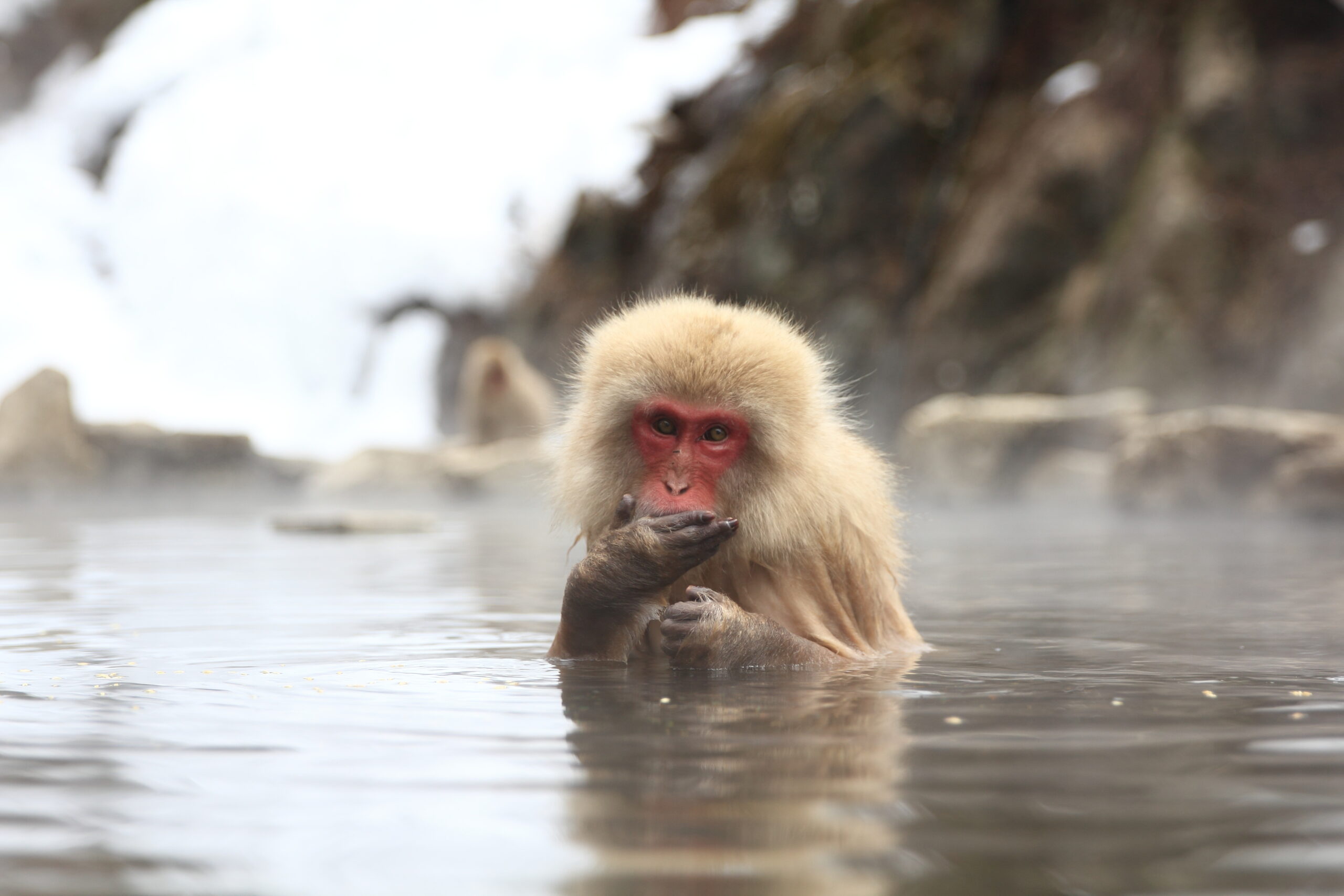 Snow monkey (Japanese macaque) with red face bathes in a hot spring, holding its hands near its mouth with steam rising nearby.