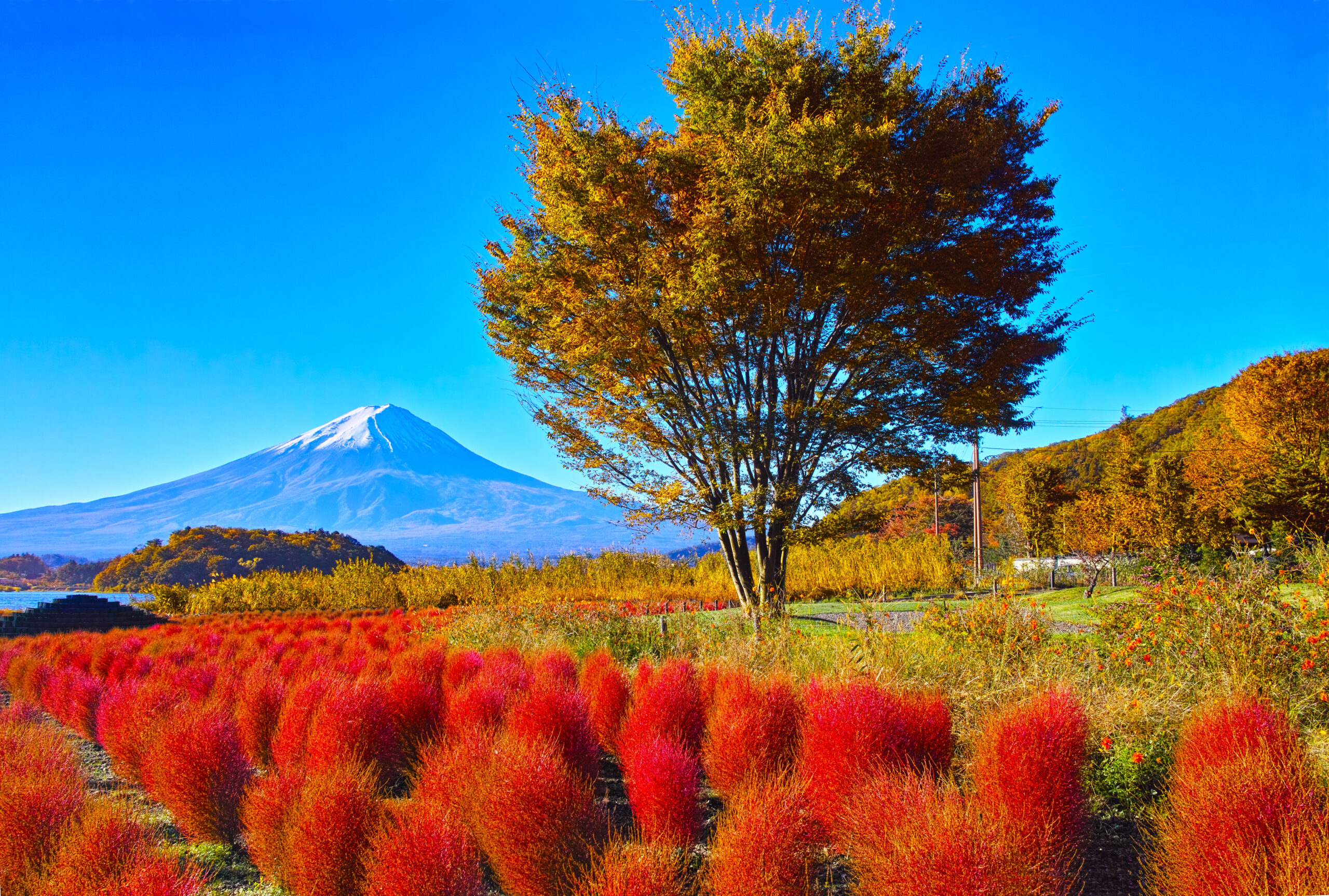 Autumn landscape with red shrubs in the foreground, a tall tree with orange leaves, and a distant snow‑capped mountain under a bright blue sky.
